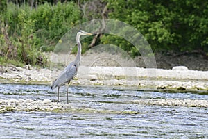 Greart Blue Heron on the River