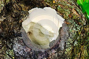 Greasy bracket grows in the trunk of an apple tree