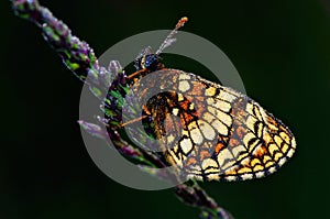 Greasy fritillary (Euphydryas aurinia)