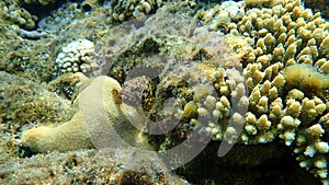 Greasy grouper or Arabian grouper or greasy rockcod Epinephelus tauvina undersea, Red Sea, Egypt, Sharm El Sheikh