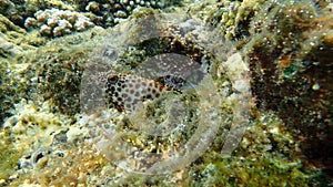 Greasy grouper or Arabian grouper or greasy rockcod Epinephelus tauvina undersea, Red Sea, Egypt, Sharm El Sheikh