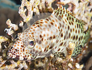 Greasy grouper on a coral reef