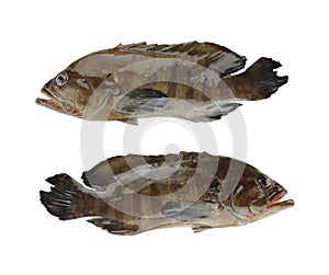 GREASY GROUPER or Coral Sea basses fish isolated on white photo