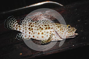 Greasy Grouper on deck of a ship