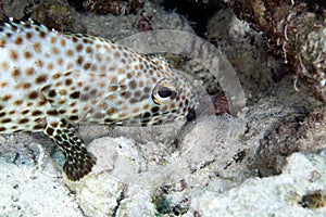 Greasy grouper (ephinephelus tauvina) in the Red Sea.