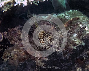 A Greasy Grouper Epinephelus tauvina