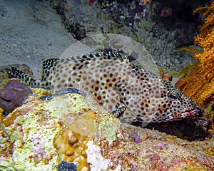 Greasy Grouper Epinephelus tauvina