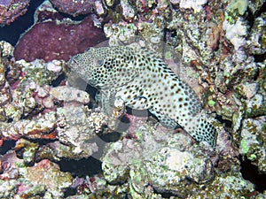 Greasy Grouper Epinephelus tauvina