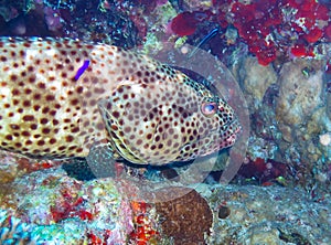 The greasy grouper (Epinephelus tauvina), large grouper among corals on a coral reef in the Red Sea