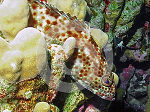 A Greasy Grouper Epinephelus tauvina in the Red Sea