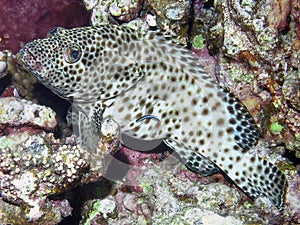 A Greasy Grouper Epinephelus tauvina in the Red Sea