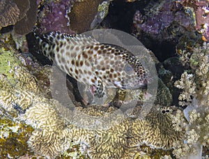 A Greasy Grouper (Epinephelus tauvina) in the Red Sea