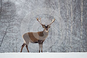 Great adult noble red deer with big beautiful horns on snowy field on forest background. Cervus Elaphus. Deer Stag Close-Up