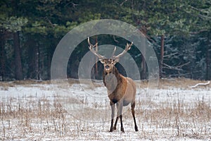 Great adult noble red deer with big beautiful horns on snowy field on forest background. Cervus Elaphus. Deer Stag Close-Up