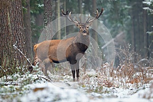 Il grande un adulto nobile cervo il grande bellissimo panini sul nevoso sul foresta. animali e piante cervo 
