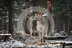 Velký dospělý ušlechtilý jelen velký rohlíky stojany borovice a podívejte na vy. zvěř a rostlinstvo 