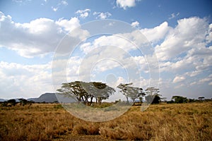 Great Africa savanna landscape photo