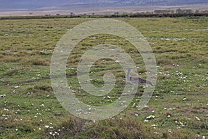 Great African bustard walks savannah, crater Ngorongoro in Tanzania photo