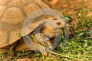 Great African Tortoise eating