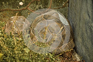 Great African Tortoise