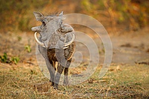 Great african warthog in nature habitat