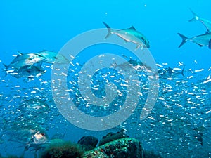 Great Amberjack fish feeding frenzy