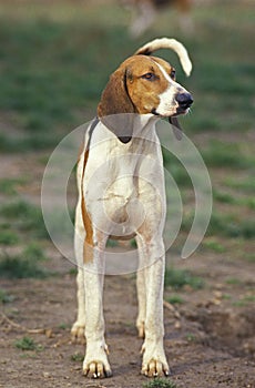 GREAT ANGLO-FRENCH TRICOLOUR HOUND, ADULT