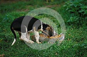Great Anglo-French Tricolour Hound, Pup Eating Food