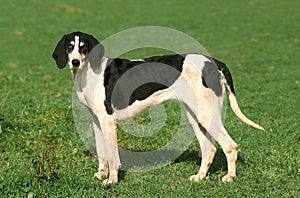Great Anglo-French White and Black Hound, Dog standing on Grass