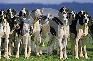 GREAT ANGLO-FRENCH WHITE AND BLACK HOUND, PACK OF ADULTS photo