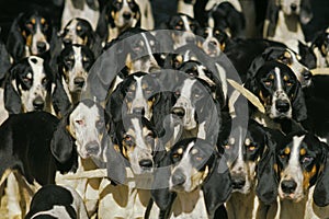 GREAT ANGLO-FRENCH WHITE AND BLACK HOUND, PACK OF ADULTS photo
