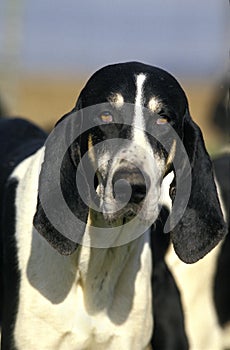 GREAT ANGLO-FRENCH WHITE AND BLACK HOUND, PORTRAIT OF ADULT photo