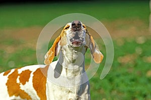 Great Anglo French White and Orange Hound or Grand Anglo Francais Blanc et Orange, Adult Barking