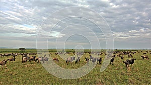 Great animal migration in Masai Mara Park, Kenya. July. A lot of wildebeests have accumulated in the savannah