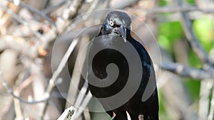 The Great Antillean grackle . Close up. Scientific name: Quiscalus niger caribaeus.