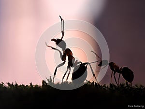 Great ants communicate with each other against