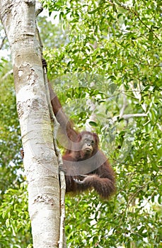 Great Ape on the tree. Central Bornean orangutan Pongo pygmaeus wurmbii in natural habitat. Wild nature in Tropical Rainforest