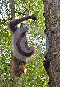 Great Ape on the tree. Central Bornean orangutan Pongo pygmaeus wurmbii in natural habitat. Wild nature in Tropical Rainforest