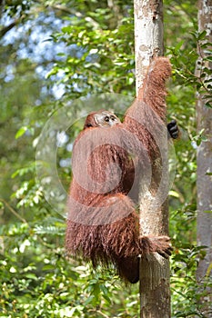 Great Ape on the tree. Central Bornean orangutan Pongo pygmaeus wurmbii in natural habitat. Wild nature in Tropical Rainforest