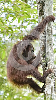 Great Ape on the tree. Central Bornean orangutan Pongo pygmaeus wurmbii in natural habitat. Wild nature in Tropical Rainforest