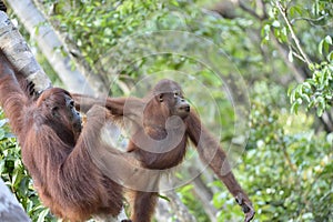 Great Ape on the tree. Central Bornean orangutan Pongo pygmaeus wurmbii in natural habitat. Wild nature in Tropical Rainforest