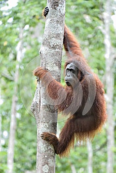 Great Ape on the tree. Central Bornean orangutan Pongo pygmaeus wurmbii in natural habitat. Wild nature in Tropical Rainforest photo
