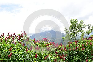 Great Arenal Volcano in Costa Rica.