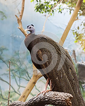 Great argus pheasant Latin Argusianus argus.