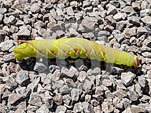 Great Ash Sphinx Moth caterpillar