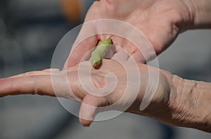 Great Ash Sphinx Moth caterpillar