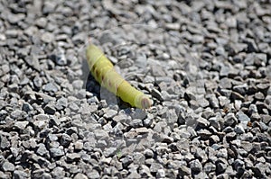 Great Ash Sphinx Moth caterpillar