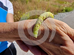 Great Ash Sphinx Moth caterpillar