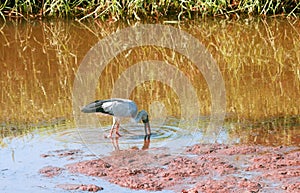 Great Asian Open Bill Stork Fishing.