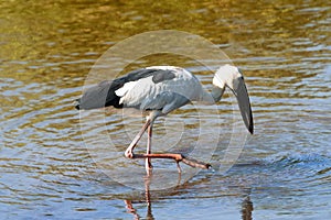 Great Asian Open Bill Stork in Indian Lake Water, Kerala, India